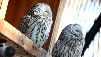 Two white owls staring 4k Background video