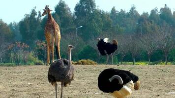 Giraffes and ostriches in the zoo Background video