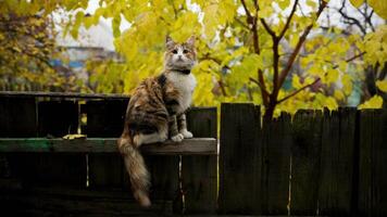 wenig Katze auf ein Zaun im das Gaden 4k Hintergrund video