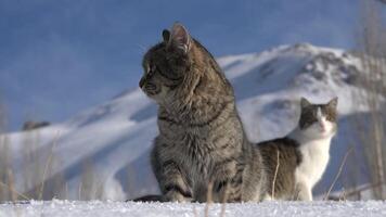 paar van katten in de sneeuw 4k achtergrond video