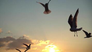 meeuwen vliegend over- de lucht Bij zonsondergang 4k achtergrond video