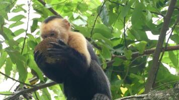 Affe Essen von ein Kokosnuss 4k Hintergrund video