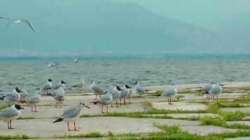 Seagulls on the boardwalk with the sea in the 4k background video