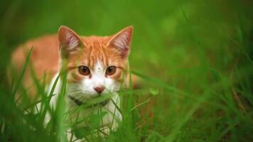 bianca gatto dire bugie tra il erbe visto su vicino 4k sfondo video
