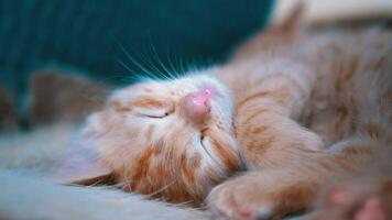 Cute red kitten sleeping in the couch 4k Background video