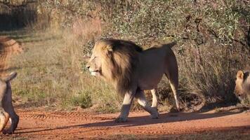 troupeau de les Lions en marchant Contexte video