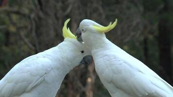 Big white birds caressing each other 4k background video