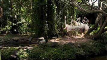 Group of flamingos on the shore of a lake background video