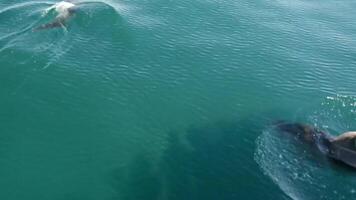 vaina de delfines nadando en el mar 4k antecedentes video