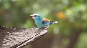 kleurrijk vogel Aan een boom 4k achtergrond video