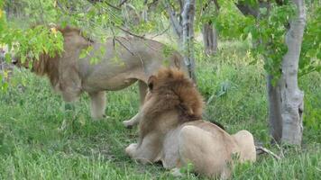 mannetje leeuwen resting Aan de gras 4k achtergrond video