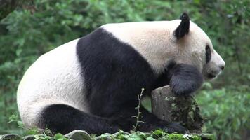 panda vilar på träd trunk 4k bakgrund video