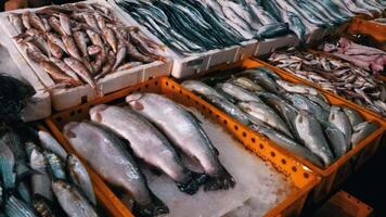 Fresco pescado en hielo bandejas 4k antecedentes video