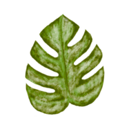 monstera blad tropisch hijgen png