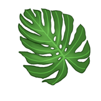 monstera leaf tropical pant png