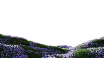 Meadow Green Grass Alpha png