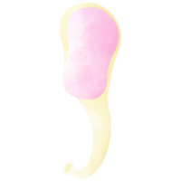 Incus is a small ear bone. png