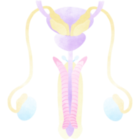 a masculino reprodutivo sistema inclui a externo órgãos genitais. png