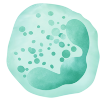 neutrophile est une type de granulocytes blanc du sang cellule. png