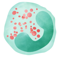 Eosinophils are white blood cells that contain granules. png