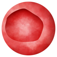 un tipo de rojo sangre célula ese es hecho en el hueso médula y encontró en el sangre. png