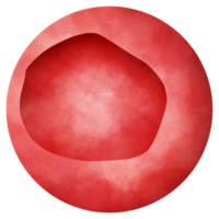 A type of red blood cell that is made in the bone marrow and found in the blood. png