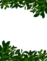 Leaves Frame Clipart png