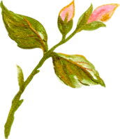 rosa elementi isolato lusso acquerello png