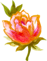 Rose Elemente isoliert Luxus Aquarell png