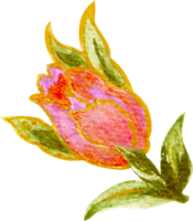 Rose Elemente isoliert Luxus Aquarell png