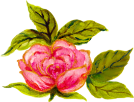 Rose Elemente isoliert Luxus Aquarell png