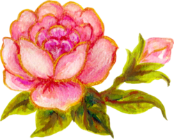 Rose Elemente isoliert Luxus Aquarell png