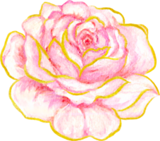 Rose éléments isolé luxe aquarelle png