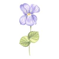 Flower Violet with leaves. Watercolor garden pansy. Isolated hand drawn illustration of spring summer blossom. Meadow wild plant Viola. Botanical drawing template for card, print, package, textile. png