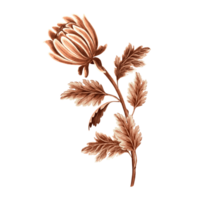 Blume Chrysantheme im Aquarell, einfarbig, isoliert. Hand gezeichnet botanisch Illustration im braun Farbe. Jahrgang Blumen- Zeichnung Vorlage zum Hintergrund, Textil, Scrapbooking. png