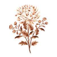 Flower chrysanthemum in watercolor, monochrome, isolated. Hand drawn botanical illustration in brown color. Vintage floral drawing template for wallpaper, textile, scrapbooking. png