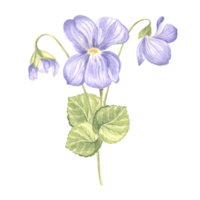 Flowers Violet with leaves. Watercolor garden pansy. Isolated hand drawn illustration of spring summer blossom. Meadow wild plant Viola. Botanical drawing template for card, print, package, textile. png