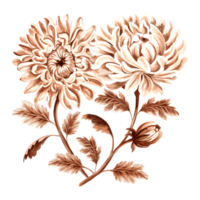 Chrysanthemum flower bouquet watercolor, monochrome, isolated . Hand drawn botanical illustration brown color. Vintage floral drawing template for wallpaper, textile, scrapbooking. png