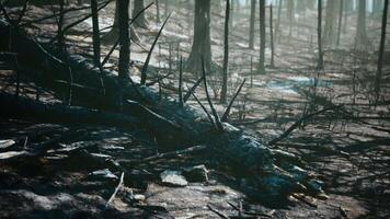 Broken trees in woods after bombing or artillery fire video