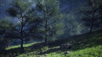 matin d'été brumeux dans les montagnes video