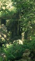 A lush green forest filled with lots of trees video