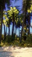 un tropical paraíso con palma arboles y un soleado azul cielo video