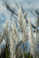 White grass flower photo