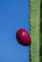 Close up of cactus fruit on tree. photo