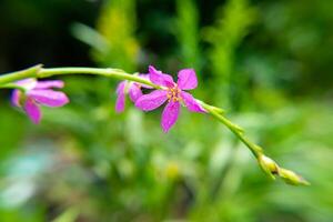 Close up of Talinum paniculatum photo