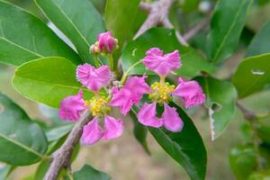 Barbados or Acerola Cherry flower photo