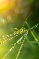 The grasshopper on grass leaf photo