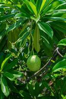 Suicide tree, Pong-pong, Othalanga photo