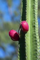 Close up of cactus fruit on tree. photo