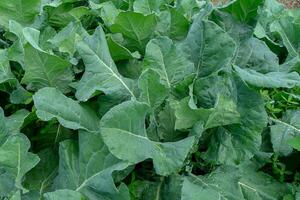 green cauliflower plant photo